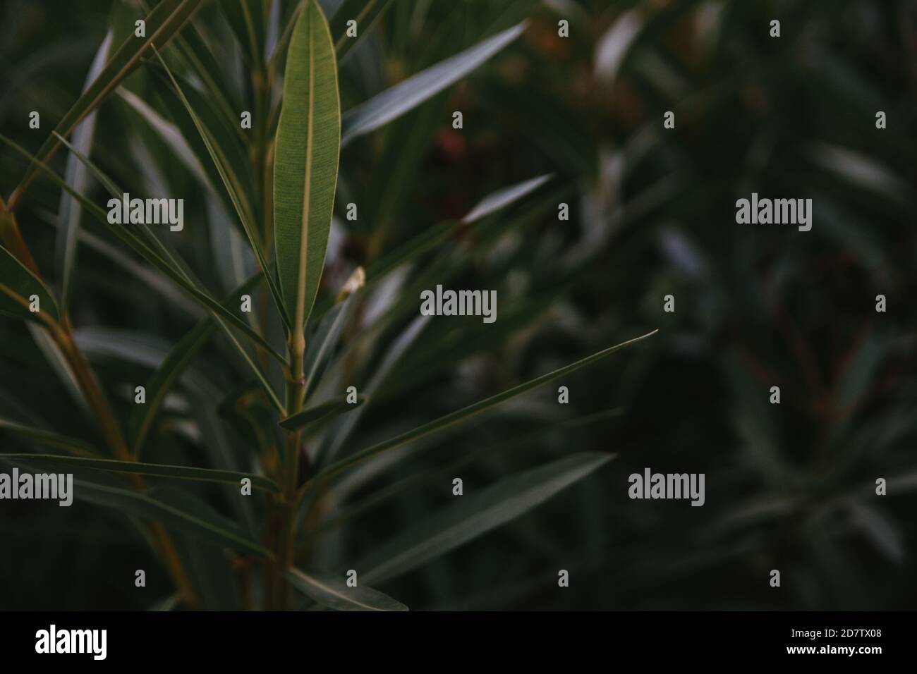 Texture of leaves of a plant - great for wallpapers Stock Photo - Alamy