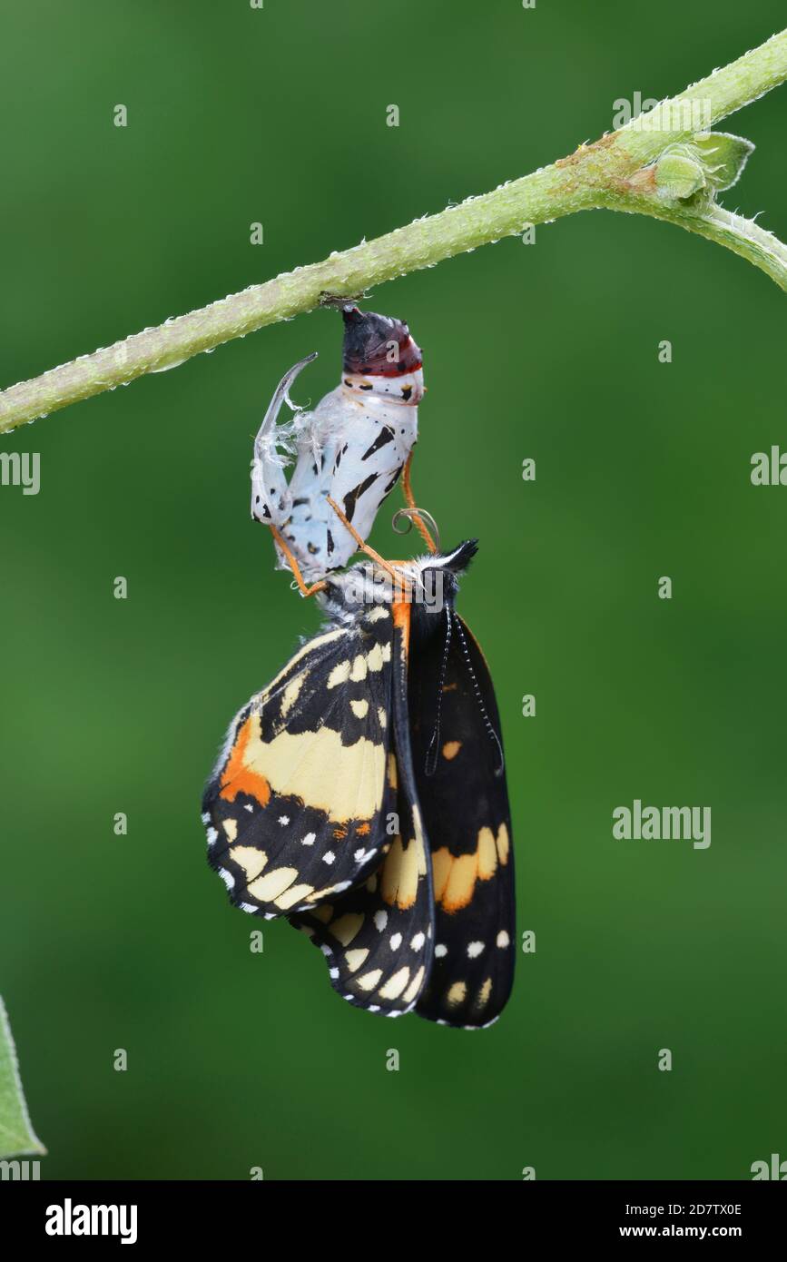 Bordered Patch (Chlosyne lacinia), butterfly expanding wings after emerging from chrysalis, series, Hill Country, Central Texas, USA Stock Photo
