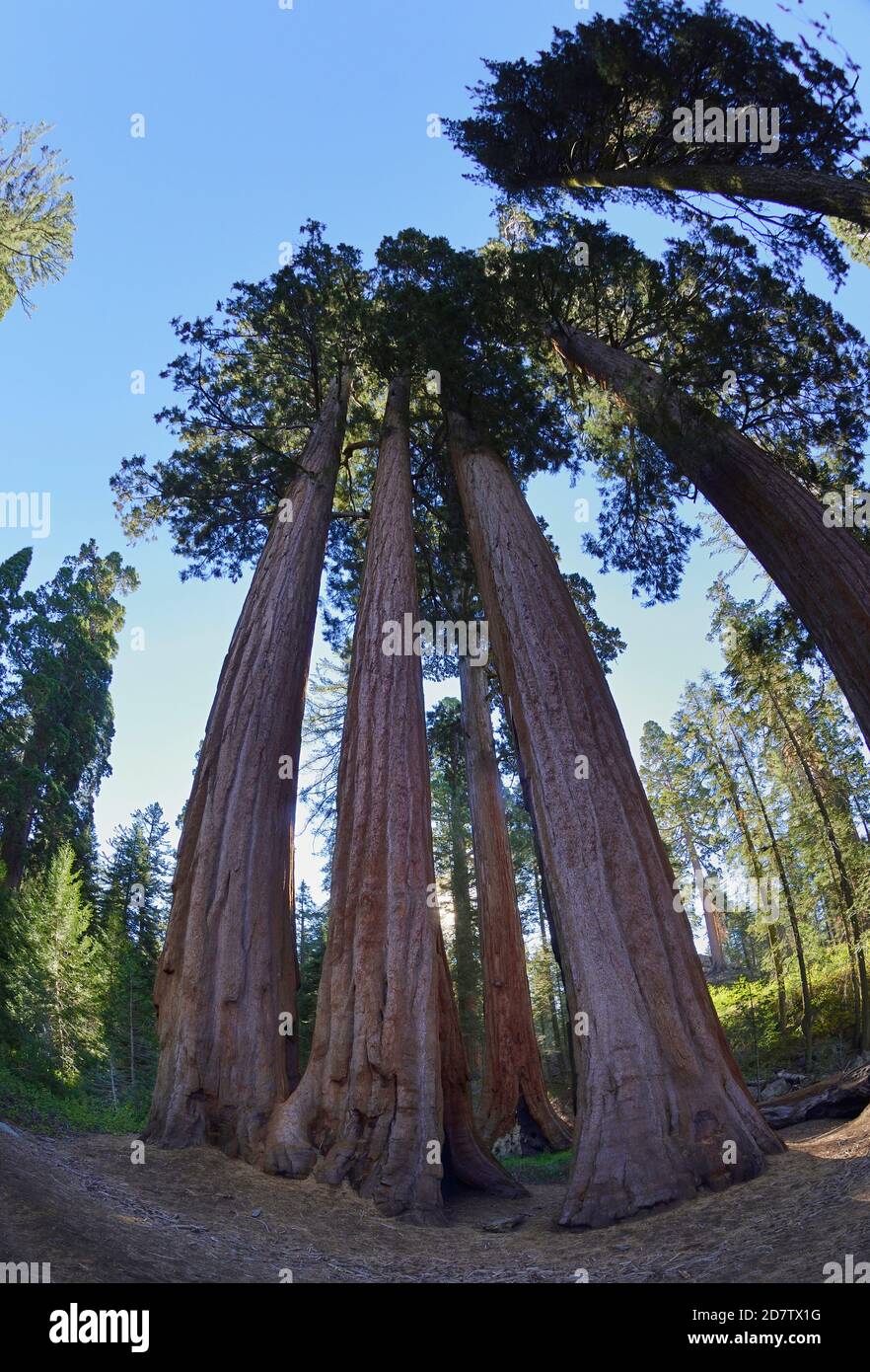 Giant Sequoia (Sequoiadendron giganteum), Sequoia and Kings Canyon National Park, California, USA Stock Photo