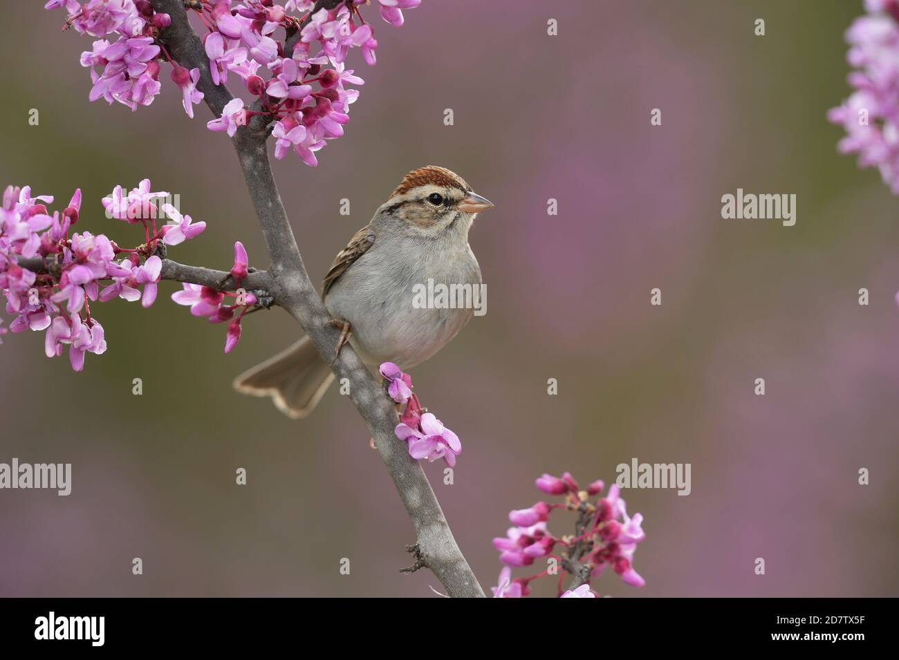 Chipping Sparrow (Spizella passerina), adult perched on blooming Eastern Redbud (Cercis canadensis),Hill Country, Central Texas, USA Stock Photo