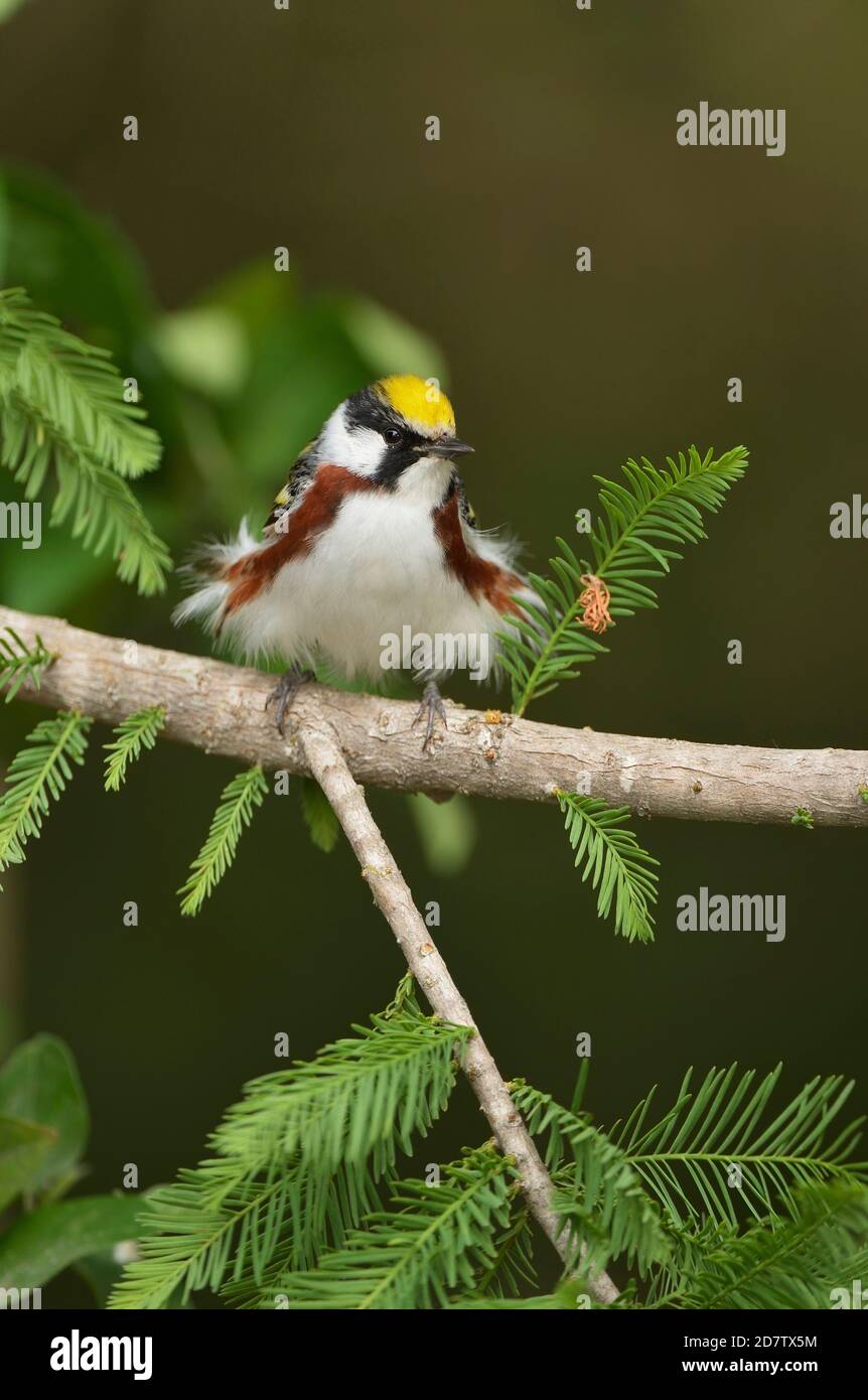 Chestnut-sided Warbler (Dendroica pensylvanica), adult male, South Padre Island, Texas, USA Stock Photo