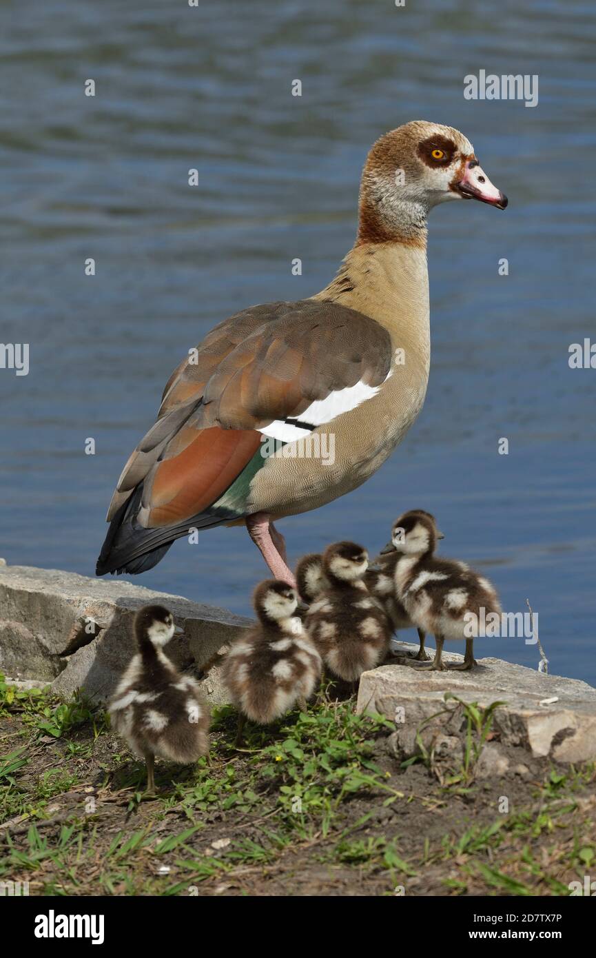 Egyptian Goose (Alopochen aegyptiaca), adult with chicks, Hill Country, Central Texas, USA Stock Photo