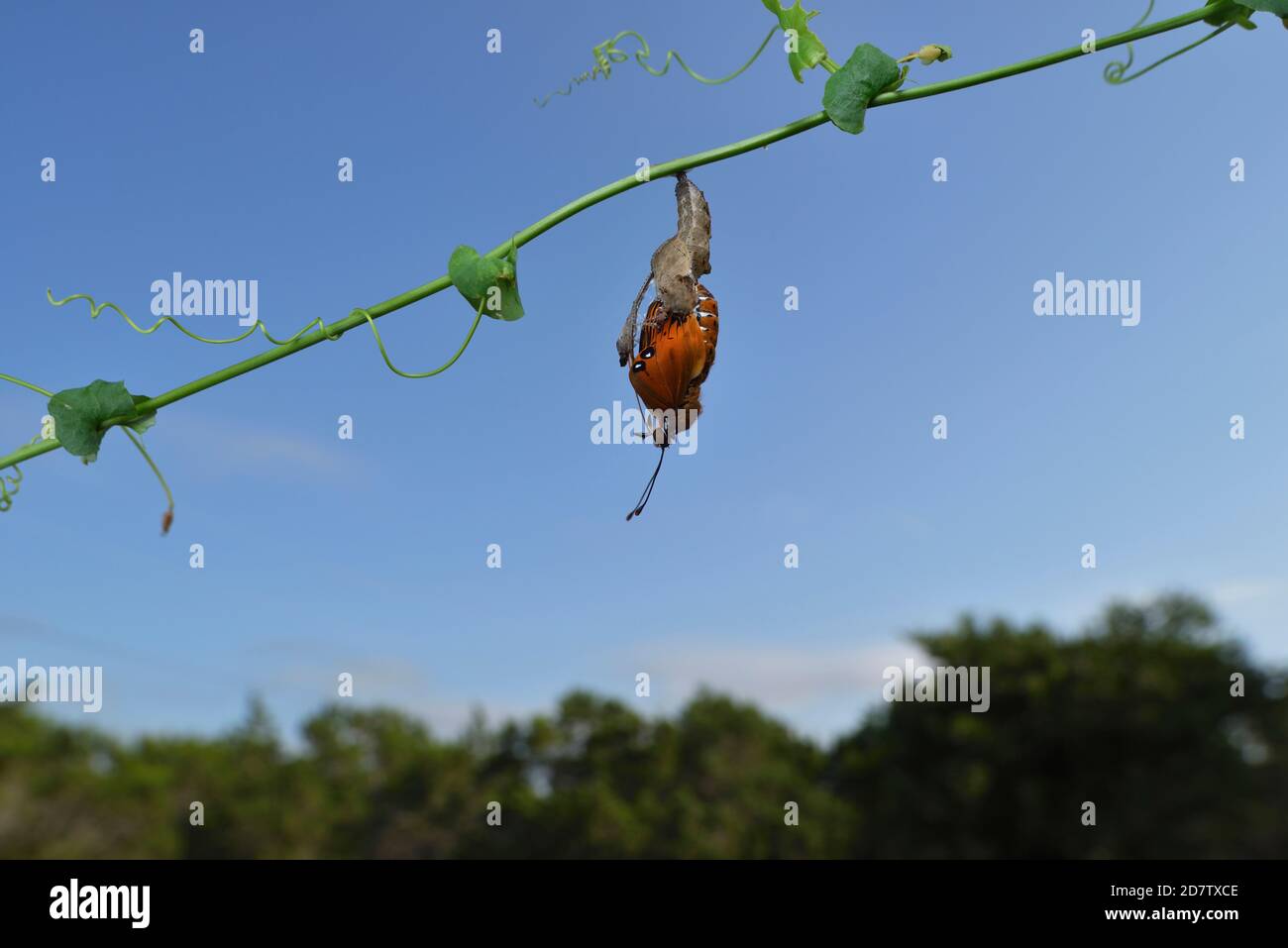 Gulf Fritillary (Agraulis vanillae), butterfly emerging from chrysalis, series, Hill Country, Central Texas, USA Stock Photo