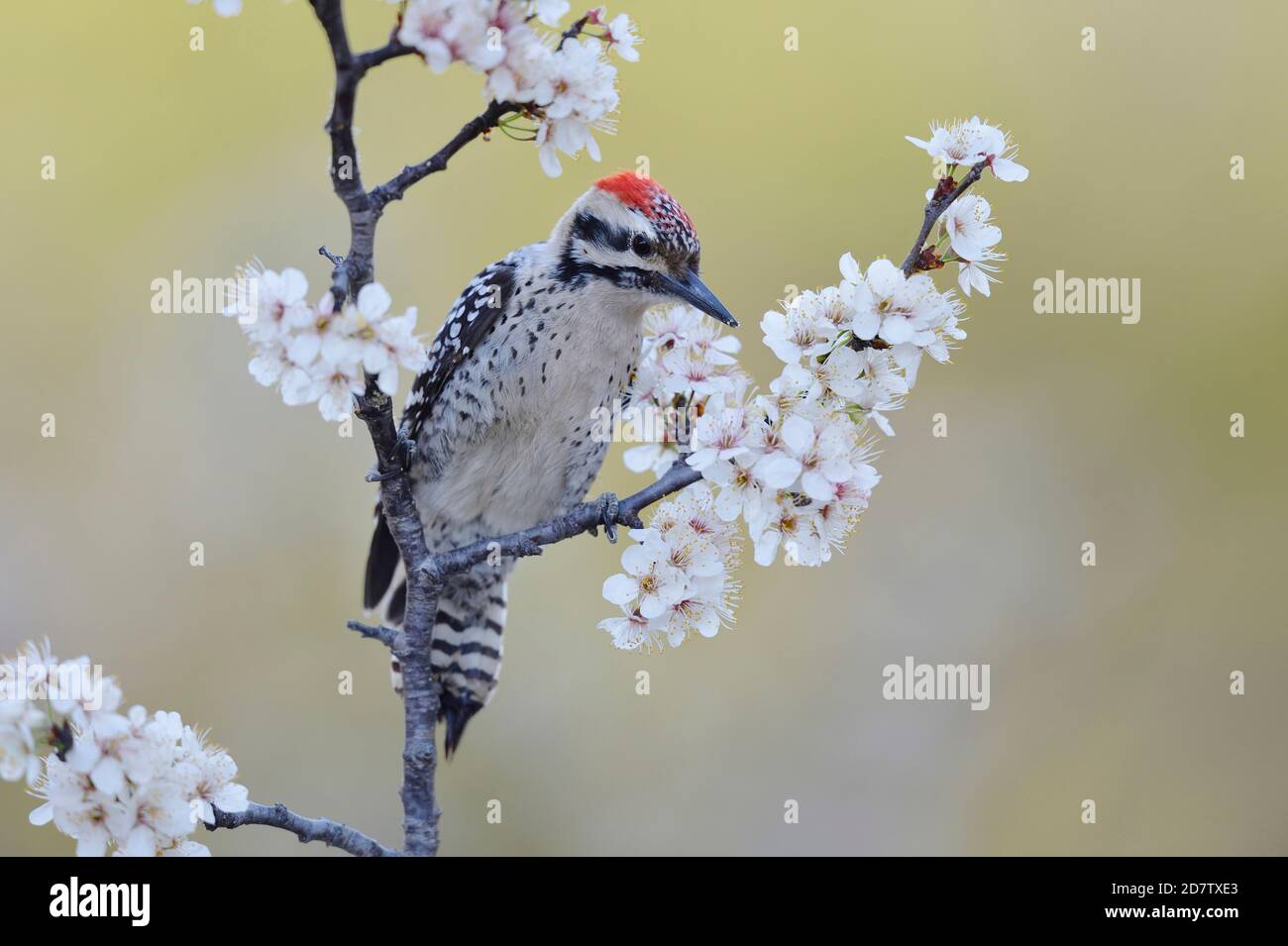 Ladder-backed Woodpecker (Picoides scalaris), adult male perched on blooming Mexican Plum  (Prunus mexicana), Hill Country, Central Texas, USA Stock Photo