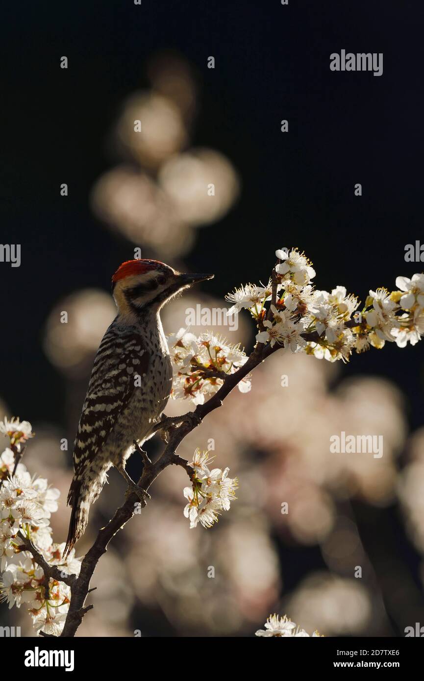 Ladder-backed Woodpecker (Picoides scalaris), adult male perched on blooming Mexican Plum  (Prunus mexicana), Hill Country, Central Texas, USA Stock Photo
