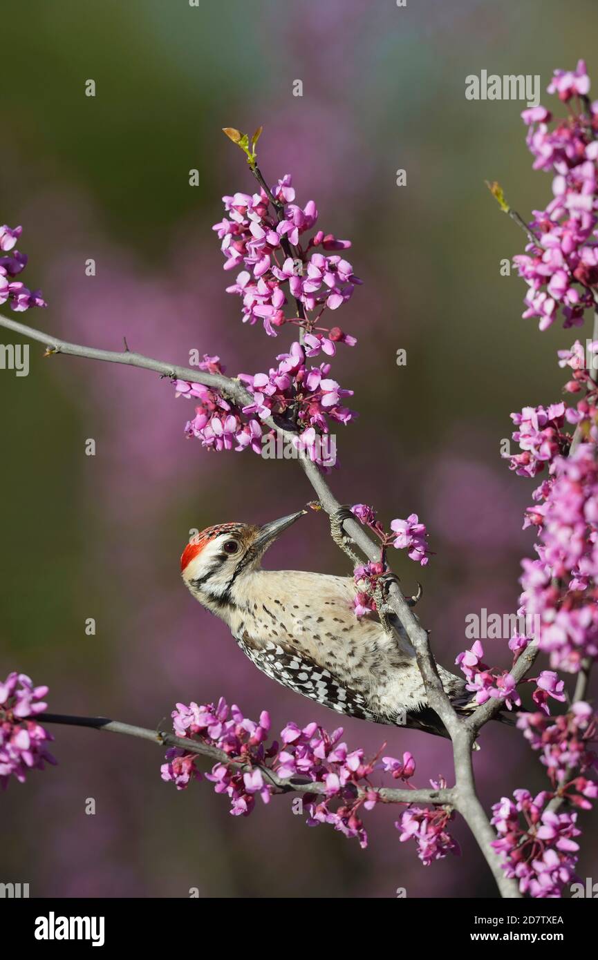 Ladder-backed Woodpecker (Picoides scalaris), adult male perched on blooming Eastern Redbud (Cercis canadensis), Hill Country, Central Texas, USA Stock Photo