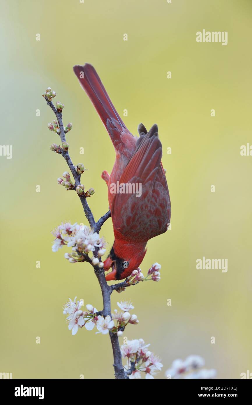 Northern Cardinal ( Cardinalis cardinalis), adult male perched on blooming Mexican Plum  (Prunus mexicana), Hill Country, Central Texas, USA Stock Photo