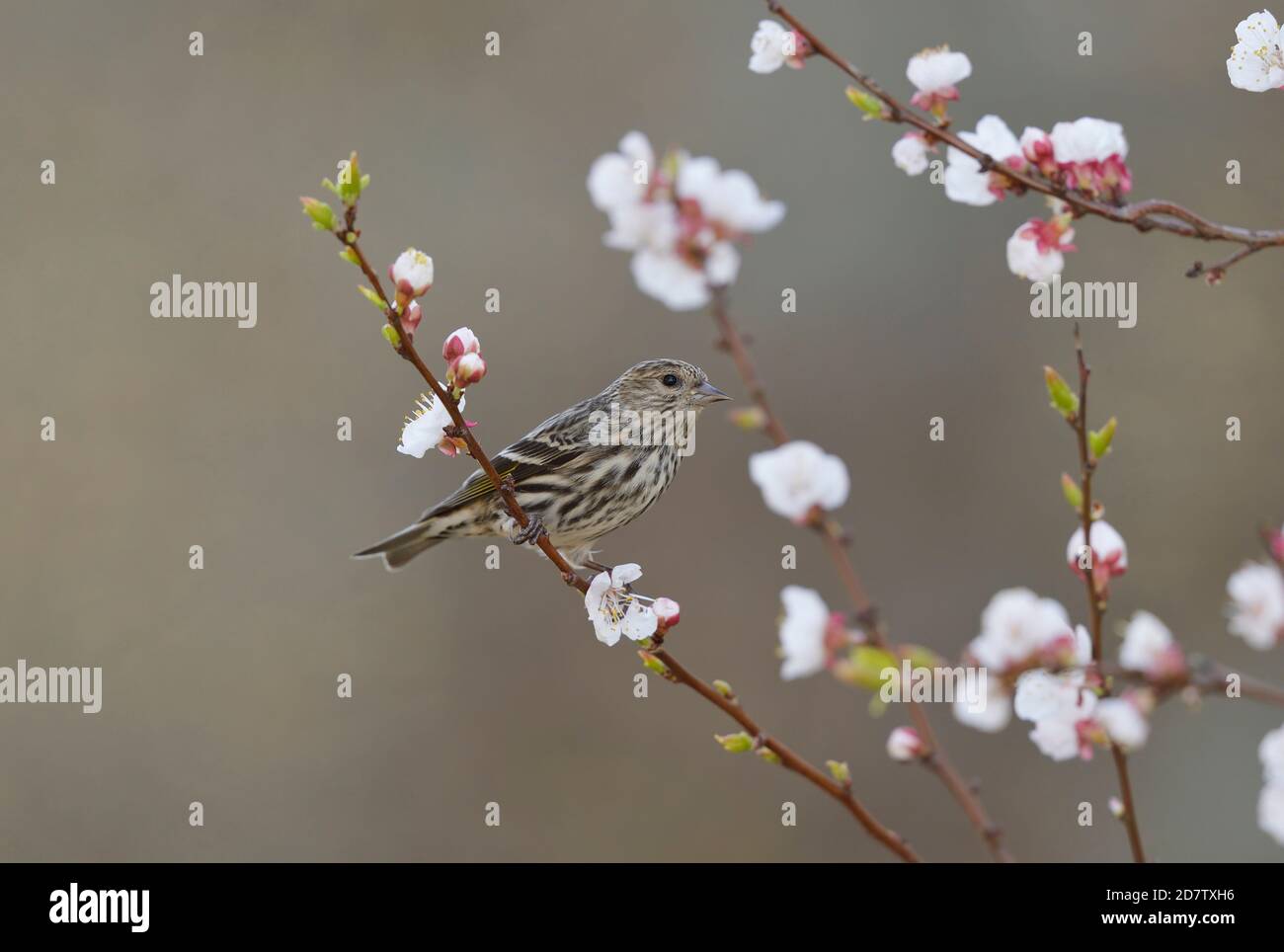 Pine Siskin (Carduelis pinus), adult perched on blooming apricot tree  (Prunus sp), Hill Country, Central Texas, USA Stock Photo
