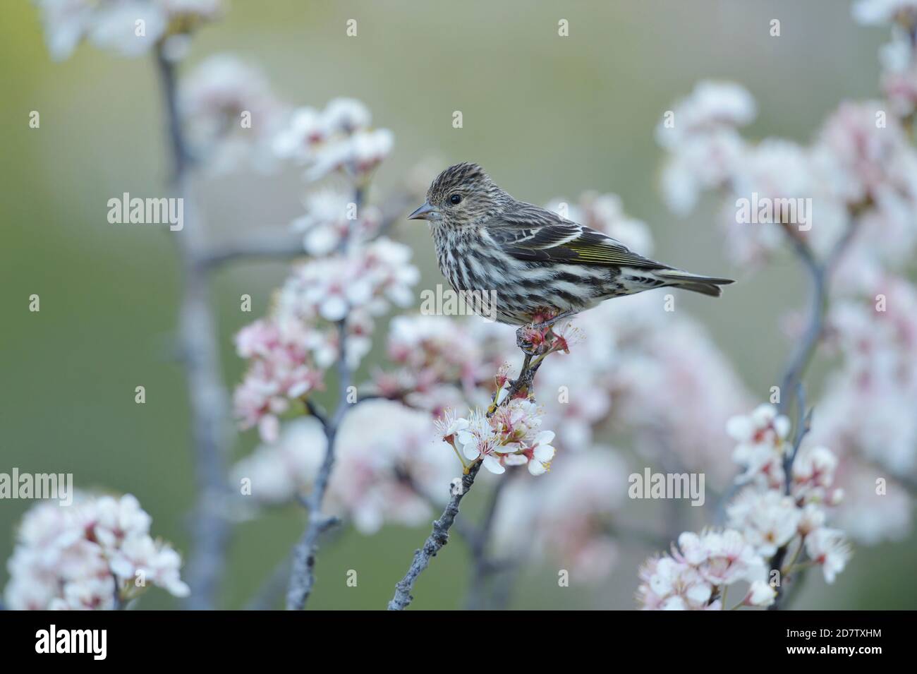 Pine Siskin (Carduelis pinus), adult perched on blooming Mexican Plum  (Prunus mexicana), Hill Country, Central Texas, USA Stock Photo