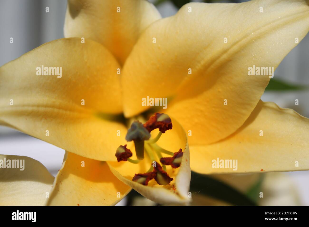 Yellow Lily, close up (macro). United Kingdom gardens. Stock Photo