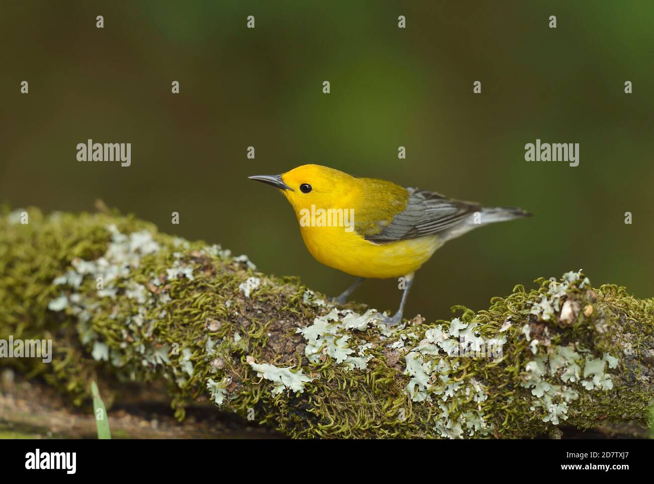 Prothonotary Warbler (Protonotaria citrea), adult male, South Padre Island, Texas, USA Stock Photo