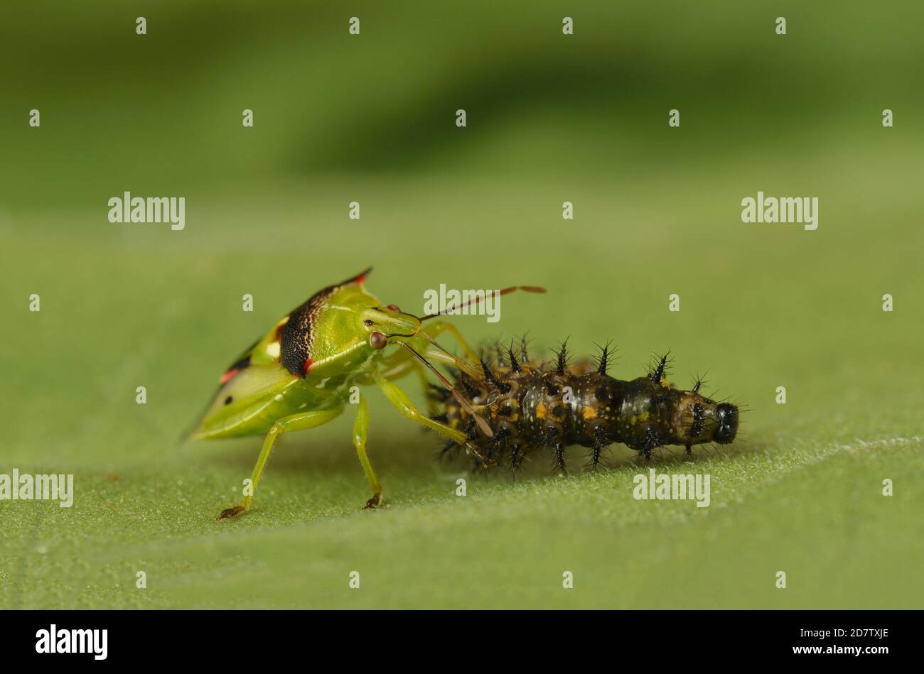 Predatory Stink Bug (Tylospilus acutissimus), adult feeding on Bordered Patch (Chlosyne lacinia) caterpillar, Hill Country, Central Texas, USA Stock Photo