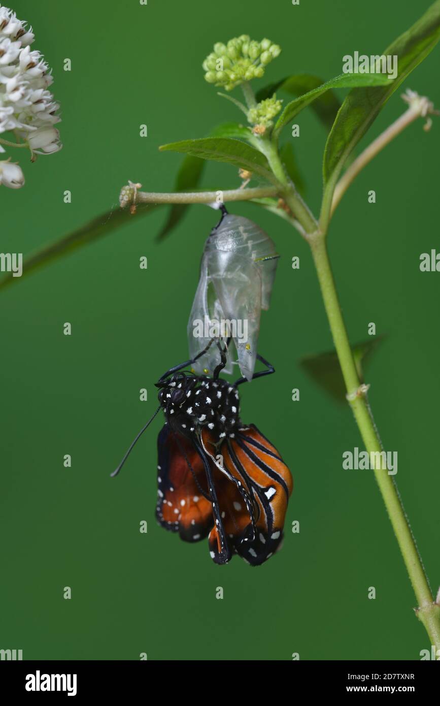 Queen (Danaus gilippus), butterfly expanding wings after  emerging from chrysalis on Aquatic Milkweed (Asclepias perennis), series, Hill Country, Cent Stock Photo