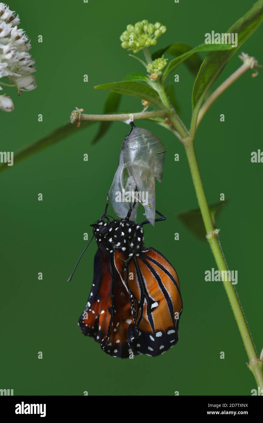Queen (Danaus gilippus), butterfly expanding wings after  emerging from chrysalis on Aquatic Milkweed (Asclepias perennis), series, Hill Country, Cent Stock Photo