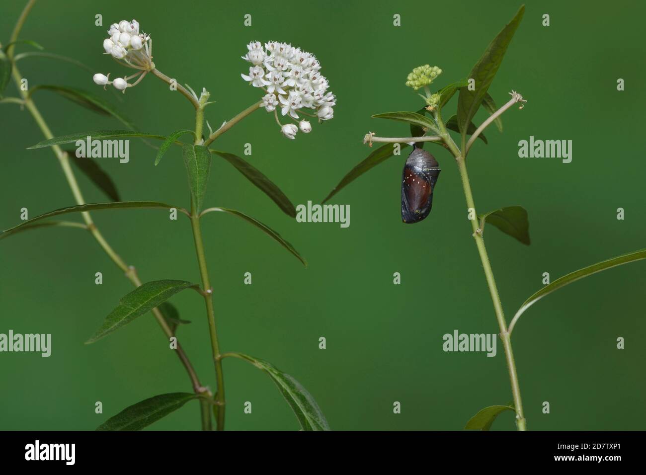 Queen (Danaus gilippus), butterfly emerging from chrysalis on Aquatic Milkweed (Asclepias perennis), series, Hill Country, Central Texas, USA Stock Photo