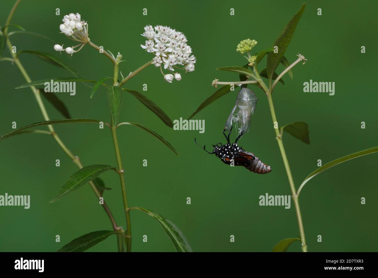 Queen (Danaus gilippus), butterfly expanding wings after  emerging from chrysalis on Aquatic Milkweed (Asclepias perennis), series, Hill Country, Cent Stock Photo