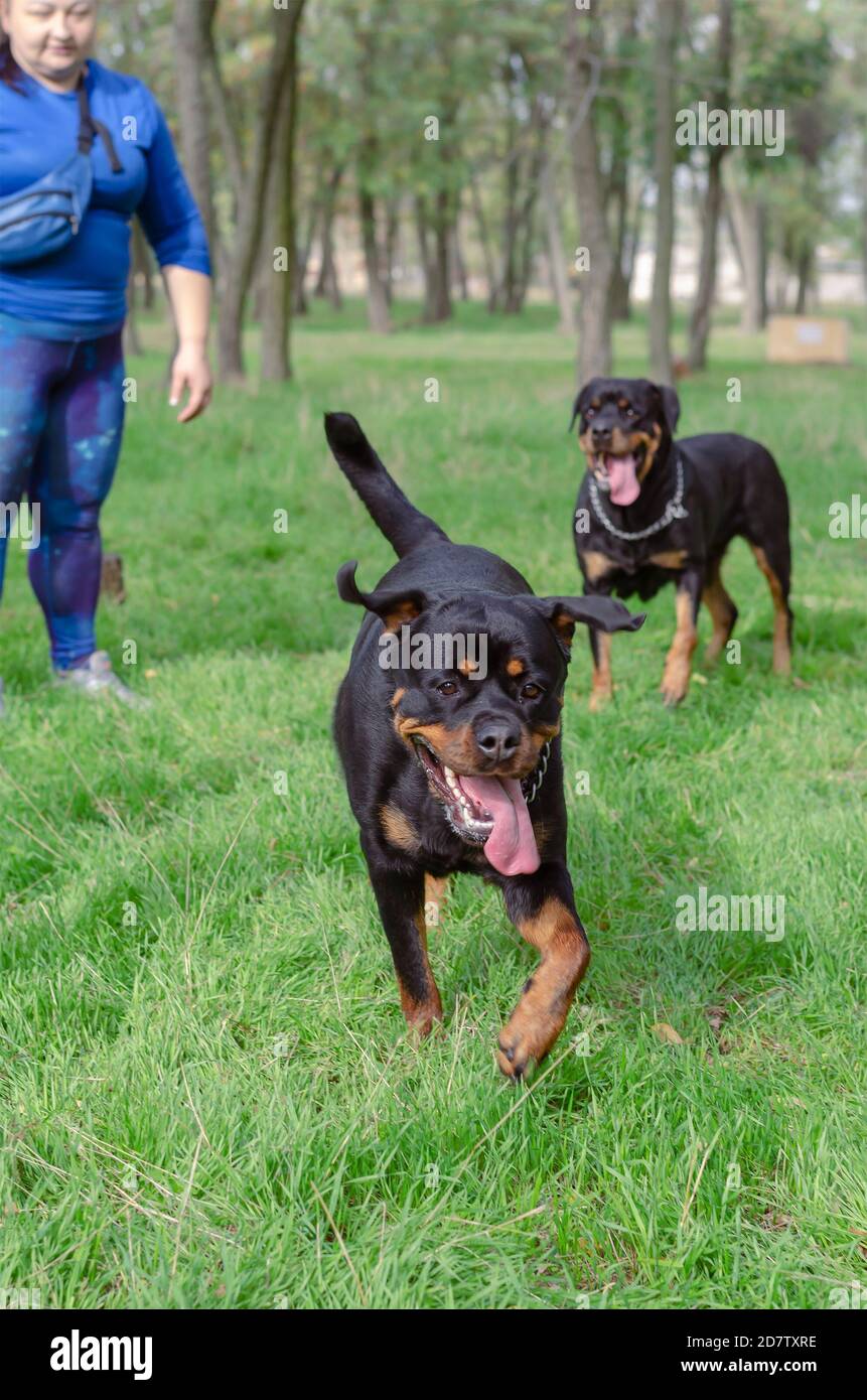 Adult woman of large stature plays on green lawn in park with two Rottweilers. Merry walk of pets in the park. Pets life. Stock Photo