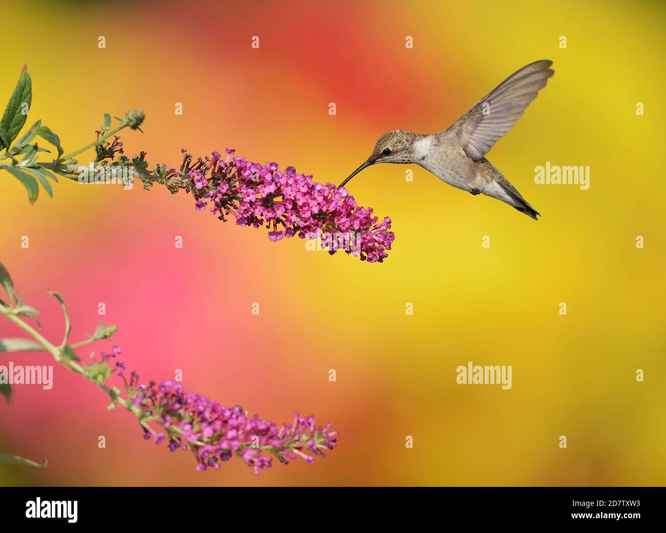 Ruby-throated Hummingbird (Archilochus colubris), female feeding on Butterfly Bush (Buddleja sp.), Hill Country, Central Texas, USA Stock Photo