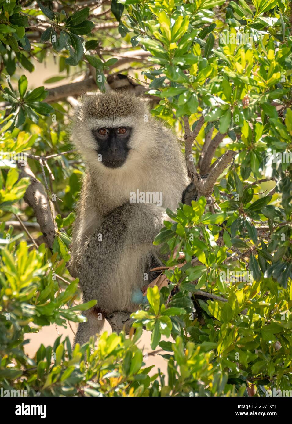 Vervet monkey hiding in lush green bushes Stock Photo - Alamy