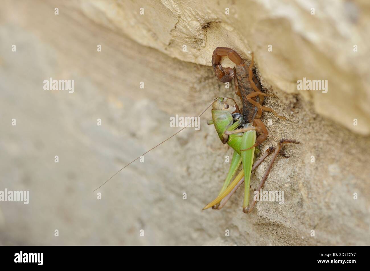 Striped Bark Scorpion (Centruroides vittatus), adult with grasshopper prey, Hill Country, Central Texas, USA Stock Photo