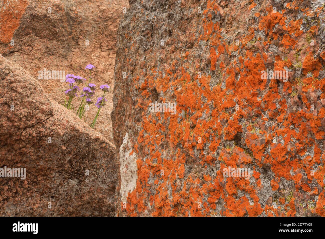 Giant Spiderwort, (Tradescantia gigantea), Enchanted Rock State Natural Area, Hill Country, Central Texas, USA Stock Photo