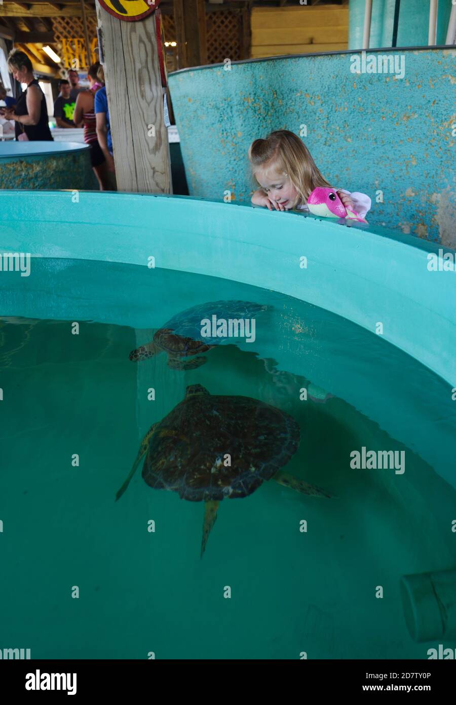 Kemp's ridley sea turtle(Lepidochelys kempii), Rescue and rehabilitation center, Sea Turtle, Inc., South Padre Island, Texas, USA Stock Photo