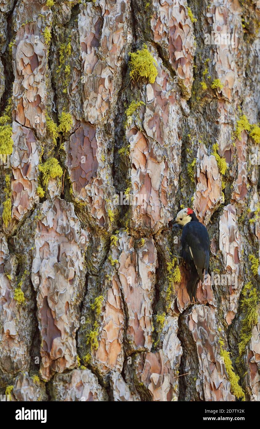 White-headed Woodpecker (Picoides albolarvatus) , adult male, Sequoia and Kings Canyon National Park, California, USA Stock Photo