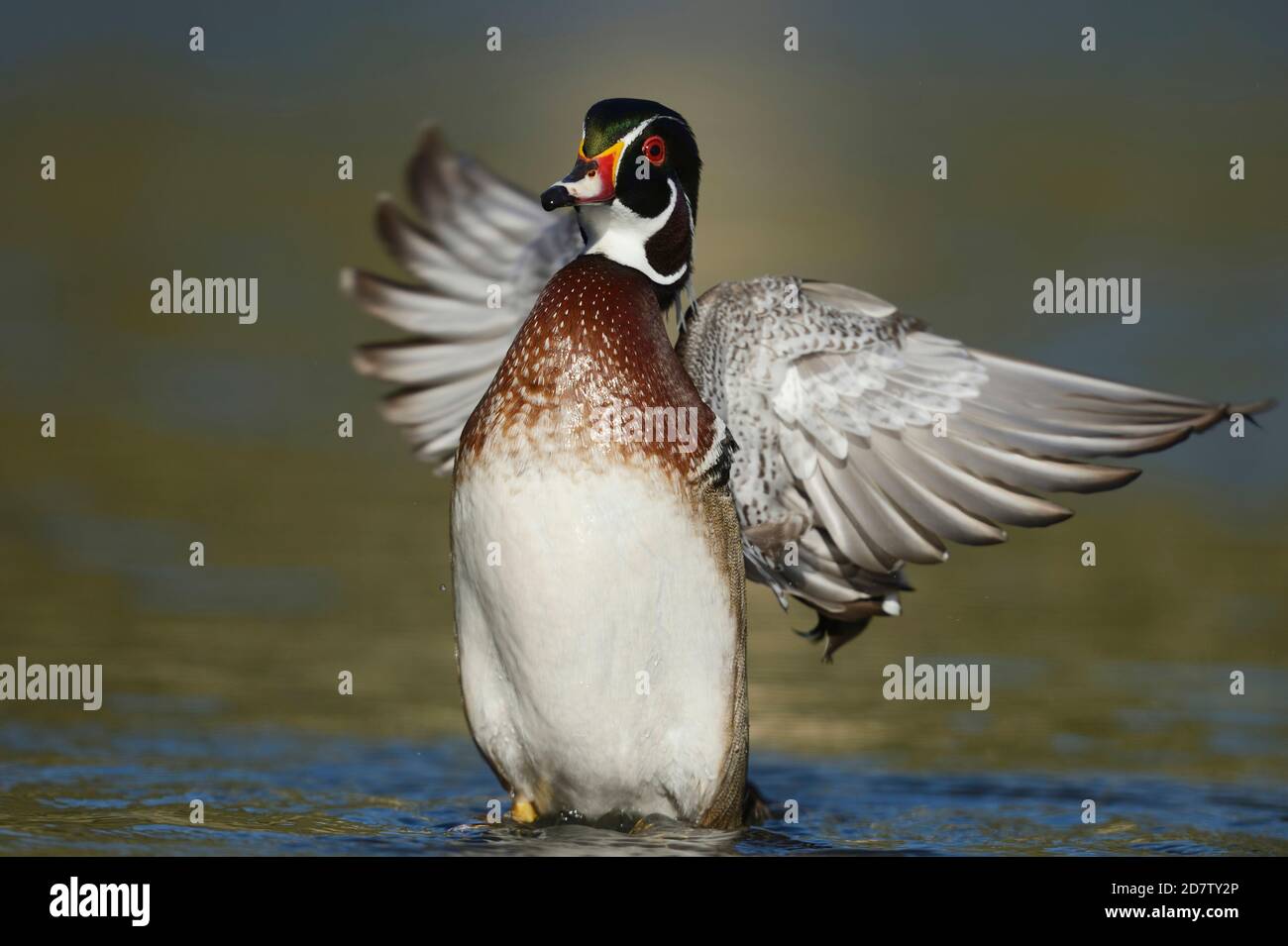 Wood Duck (Aix sponsa), adult male flapping wings, Hill Country, Central Texas, USA Stock Photo