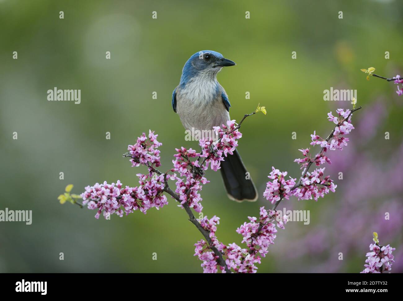 Western Scrub-Jay (Aphelocoma californica), adult perched in Eastern Redbud (Cercis canadensis), Hill Country, Central Texas, USA Stock Photo