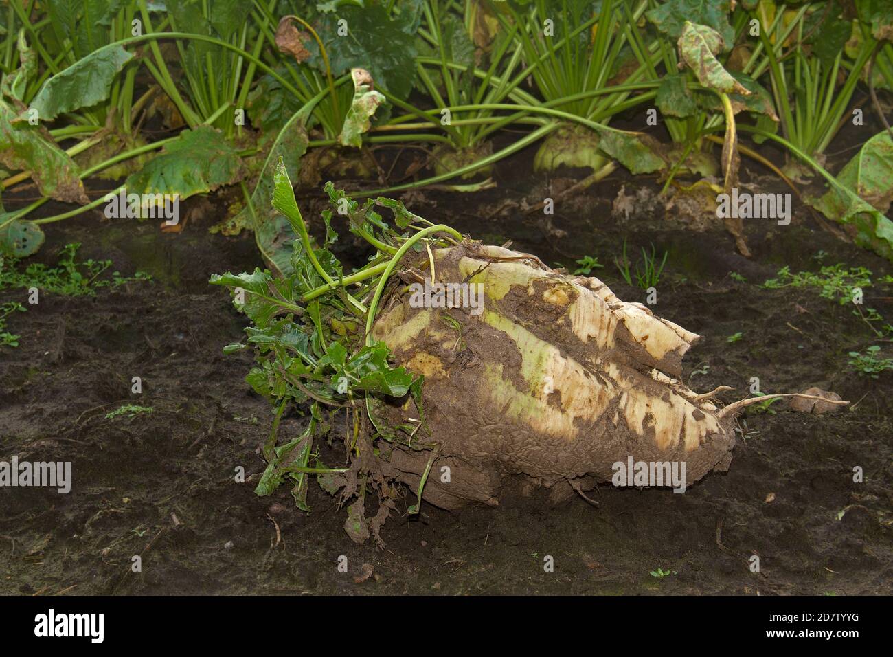 Harvested sugar beet, lying in the field Stock Photo