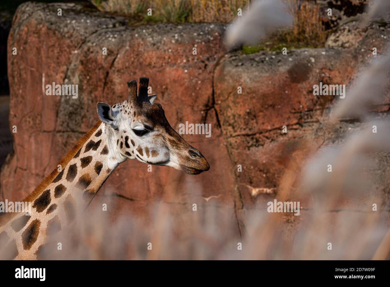 Image of a giraffe living in a zoo. The giraffe is placed in a very