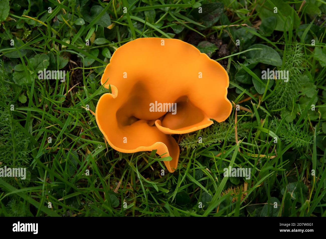 Orange Peel Fungus in Suffolk Stock Photo
