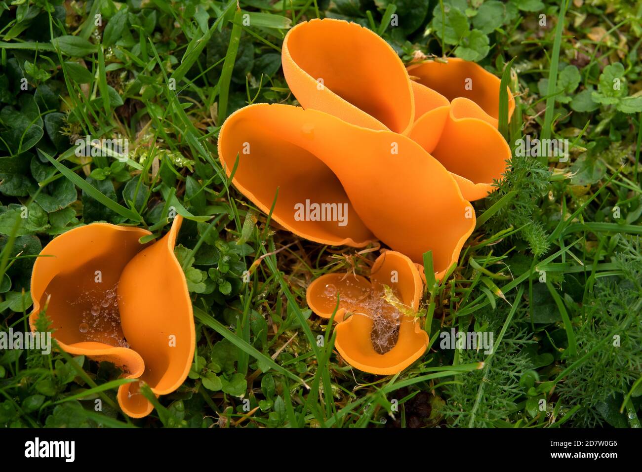 Orange Peel Fungus in Suffolk Stock Photo