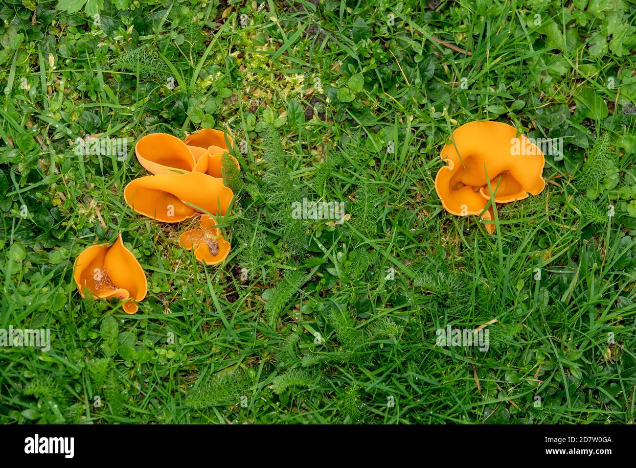 Orange Peel Fungus in Suffolk Stock Photo