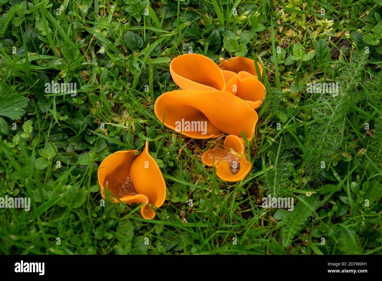 Orange Peel Fungus in Suffolk Stock Photo