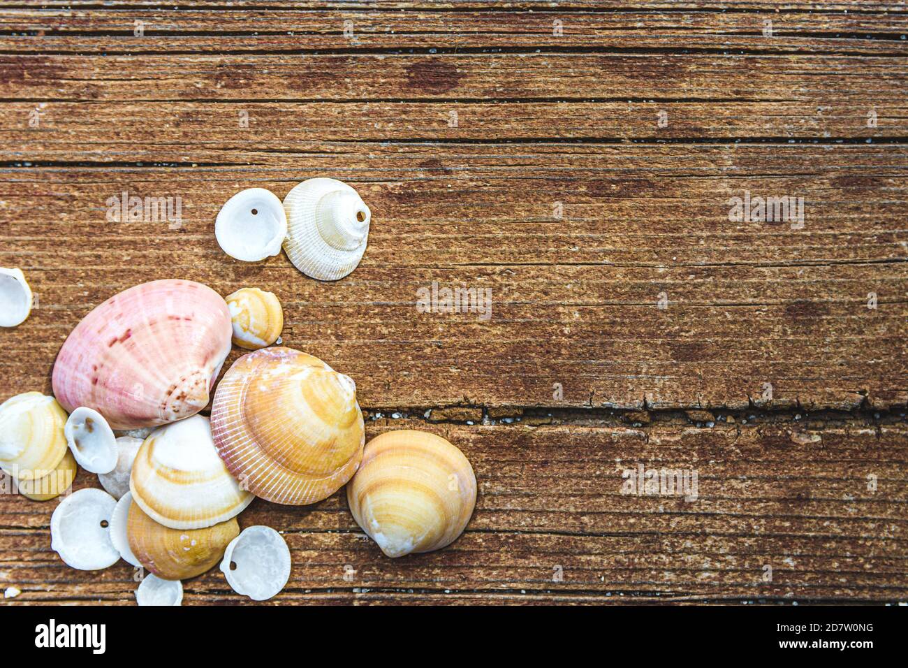 group of clam shells of different sizes and shades on an aged textured wooden board Stock Photo