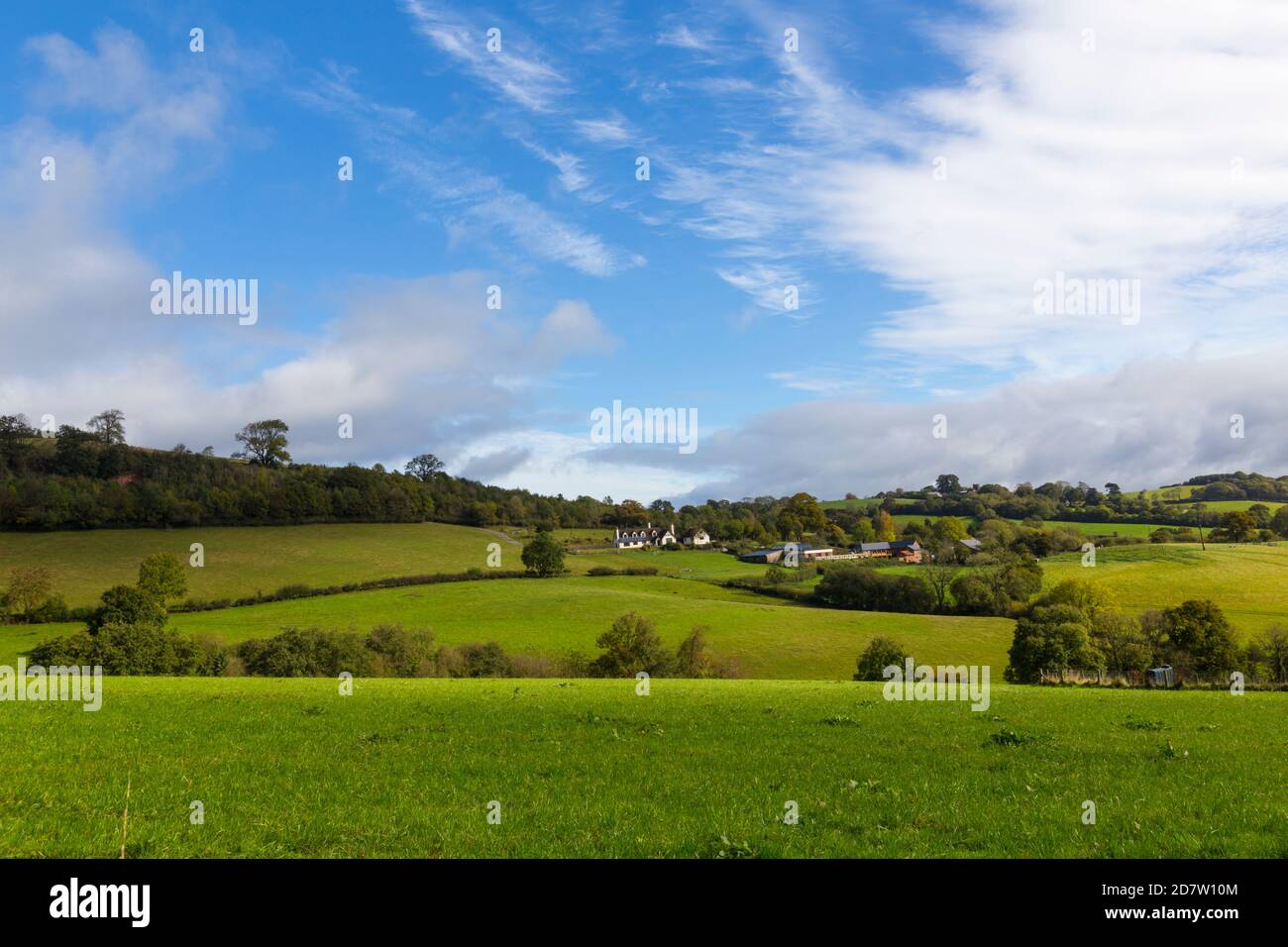 Rich and green grassland in Devon Stock Photo