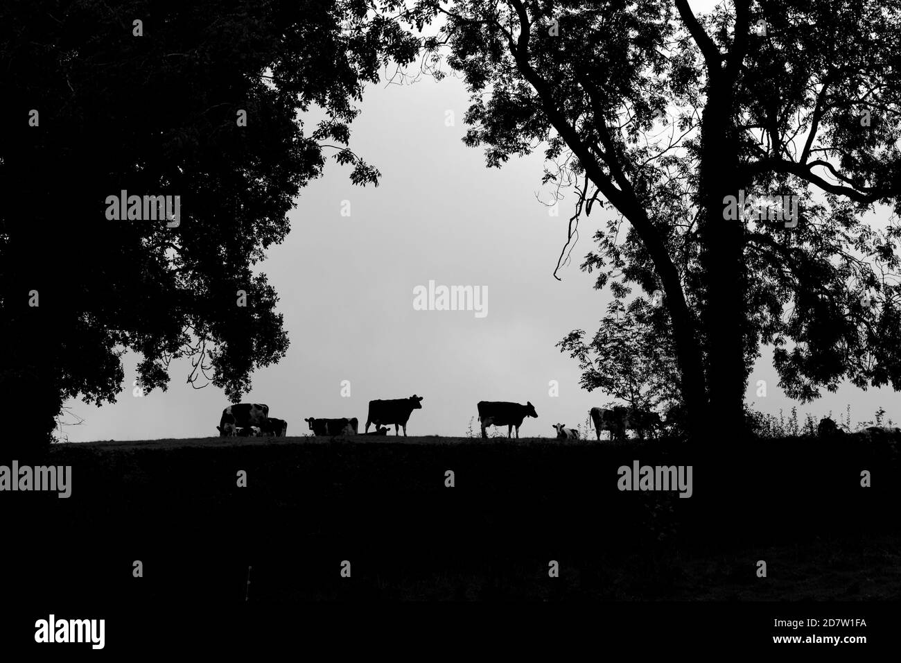 Black and white image of field with grazing cattle. Stock Photo