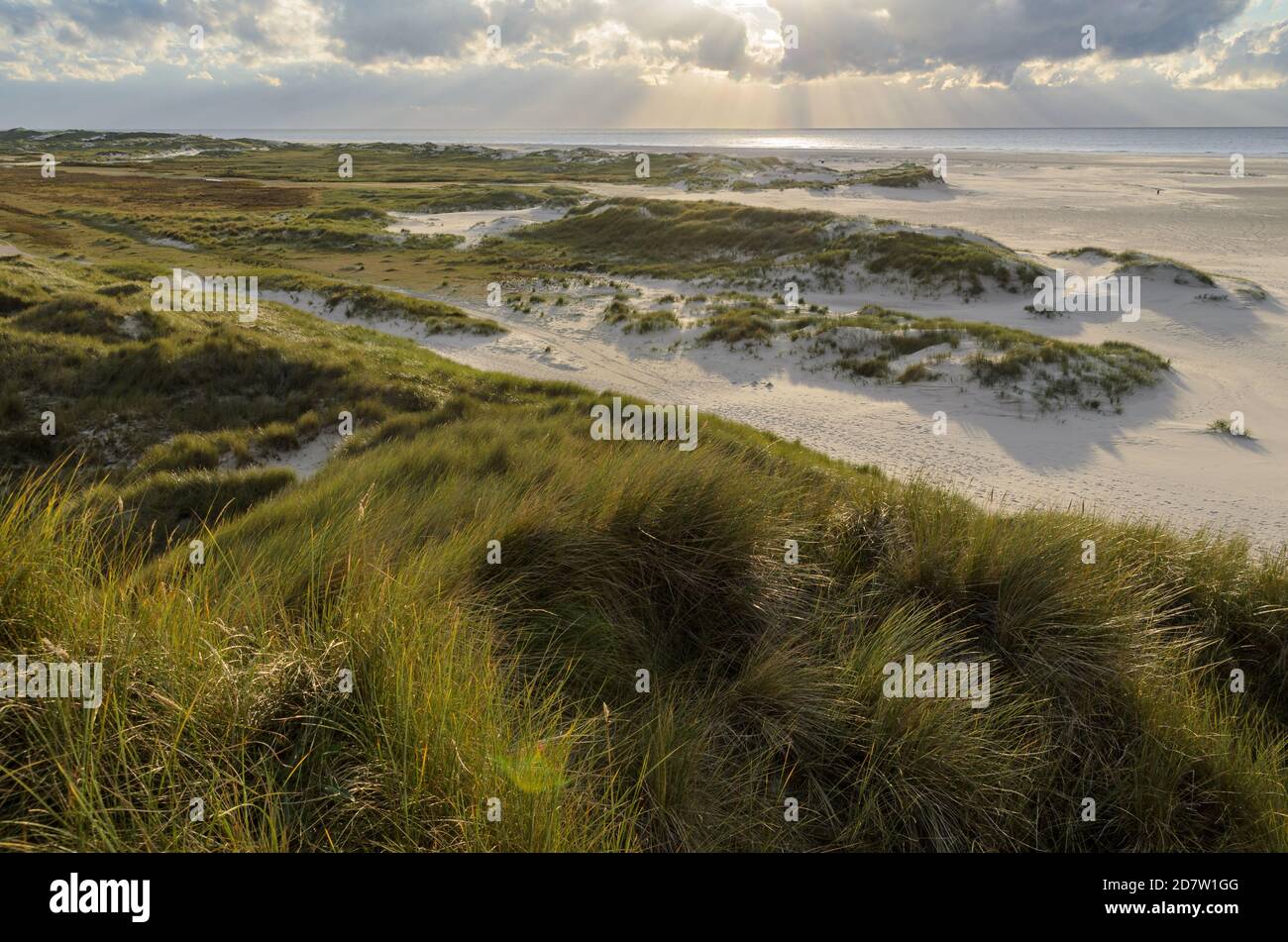 Landscape on Amrum, Germany. Amrum is one of the North Frisian Islands on the German North Sea coast, south of Sylt and west of Foehr Stock Photo