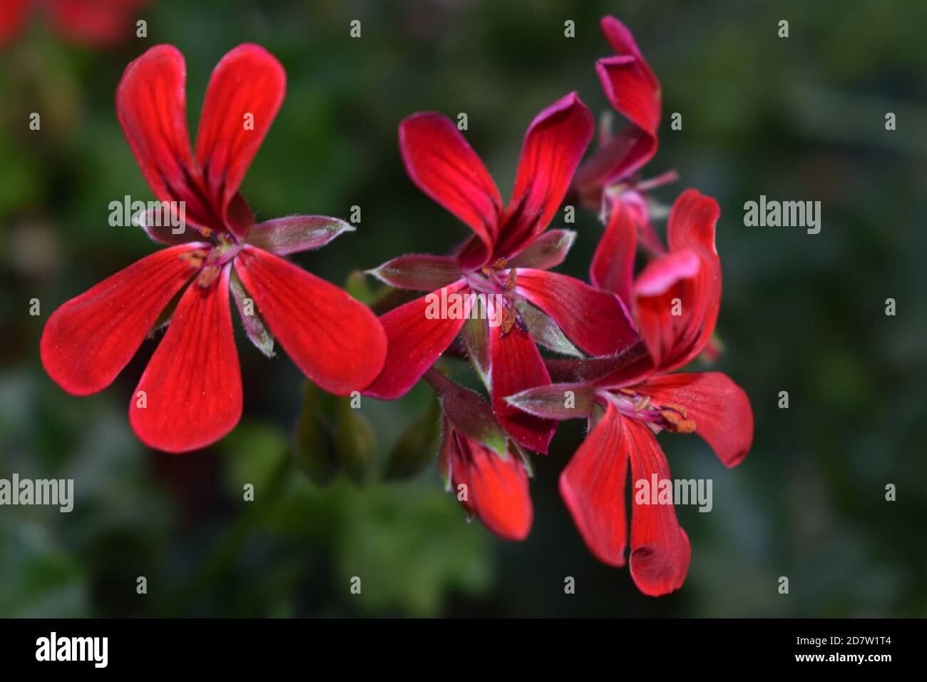 Close up of a red geranium Stock Photo