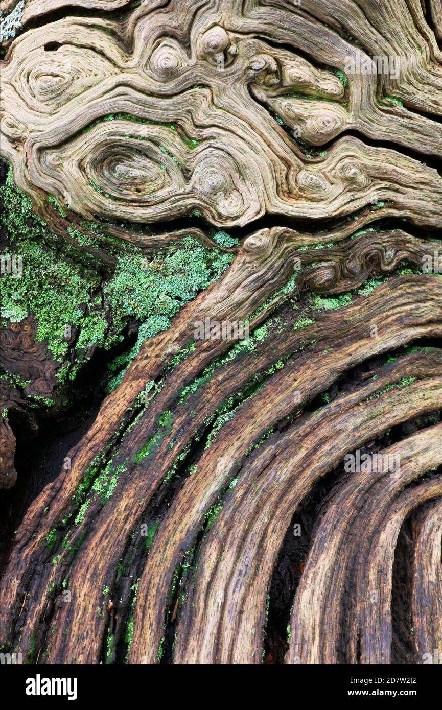 Close-up of split fallen oak (Quercus robur), New Forest, Hampshire, England Stock Photo