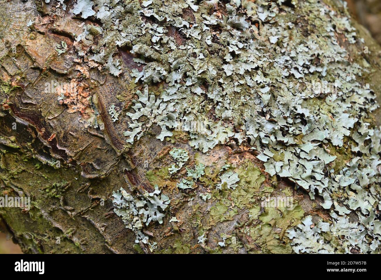 Close up of lichen on a tree bark. Stock Photo
