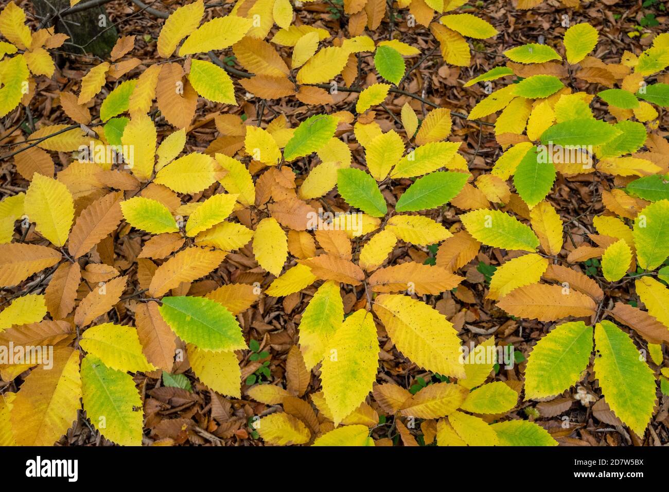 Sweet Chestnut leaves changing into their autumn colour Stock Photo Alamy