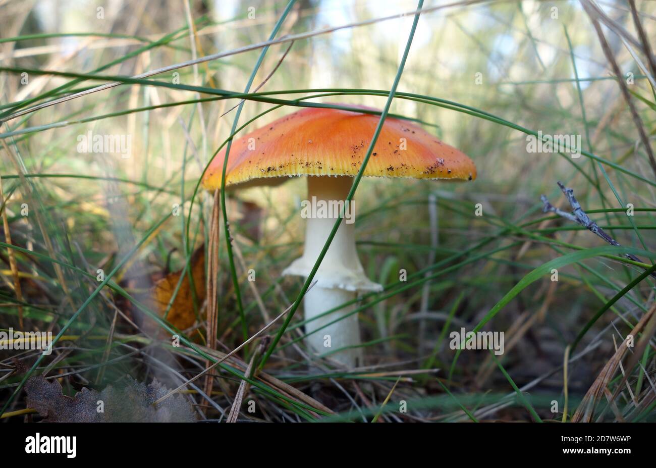 A orange colored fly agaric in the forest without white dots. Toxic mushroom. Toadstool in the wood surrounded by grass. Stock Photo