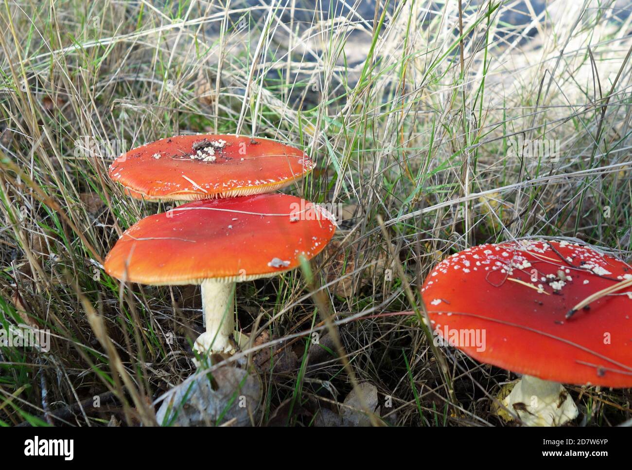 Three red fly agarics on a open spot in the forest . They are surrounded by grass. Red white spotted toadstools in the woods. Toxic mushrooms. Stock Photo