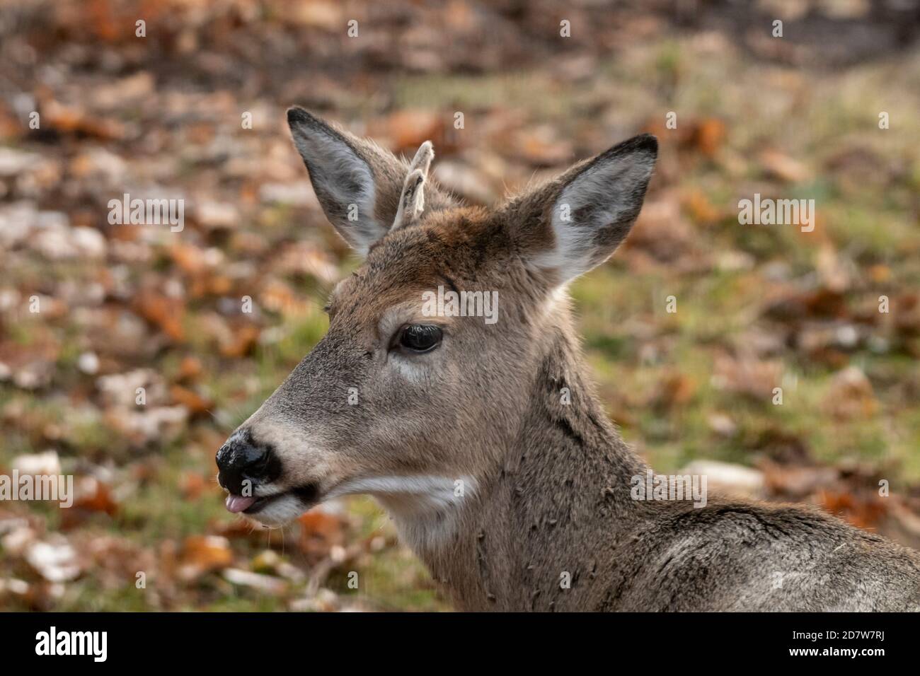 North America; United States; Montana; Wildlife; Mammals; Deer; Whitetail  Deer; Odocoileus virginianus; Rare antlered DOE (Female Stock Photo - Alamy, image size:1300x956