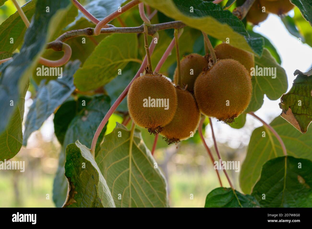 Kiwi fruit orchard new zealand hi-res stock photography and images - Alamy