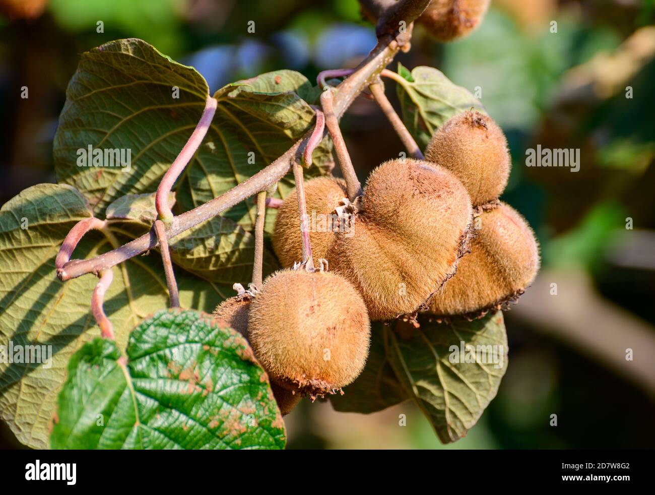 Kiwi fruit orchard new zealand hi-res stock photography and images - Alamy