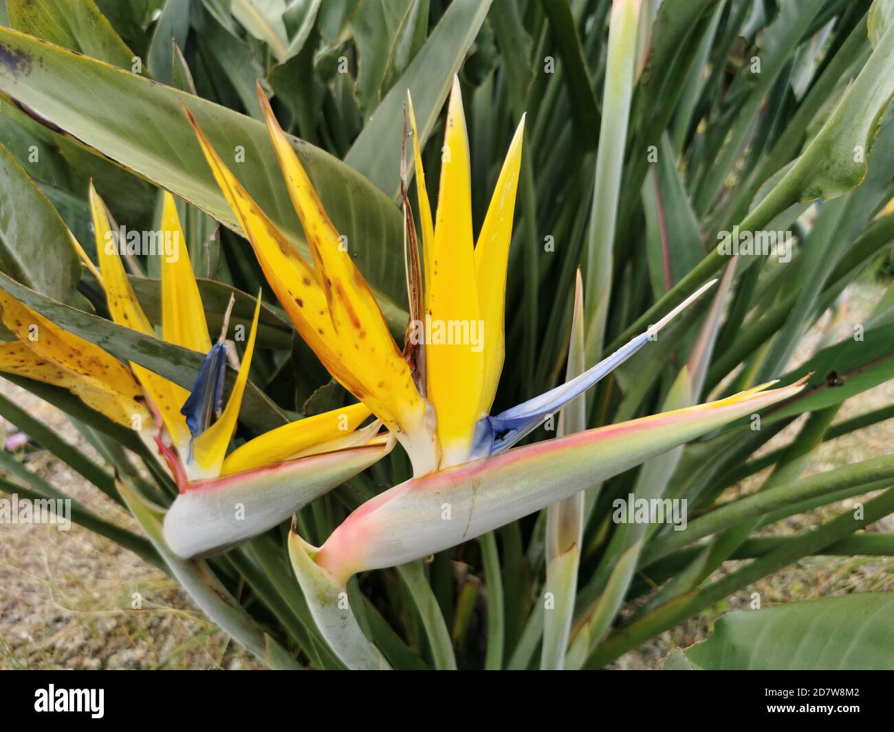 Closeup shot of strelitzia reginae or birds of paradise flowers grown in a garden Stock Photo
