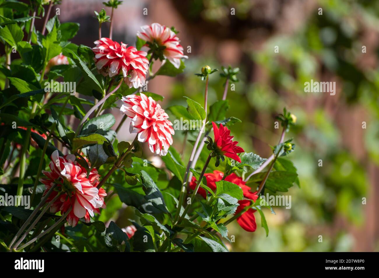 White-red dahlia flowers blossoming in garden close up Stock Photo